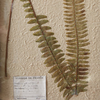 Thumbnail for dried flower boston fern