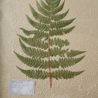 Thumbnail for Pressed Botanical Wall Decor - Lady Fern