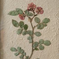 Thumbnail for Pressed Botanical Wall Decor - Japanese Rose